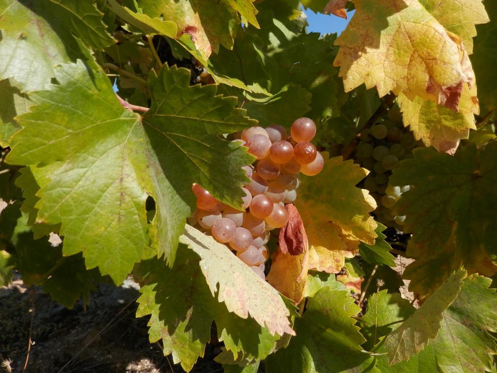 Puial De L Douro